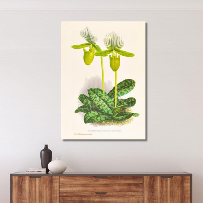 Illustrazioni Botaniche Cypripedium Lawrenceanum Var Hyeanum Jean Jules Linden jjl56 quadro stampato su tela