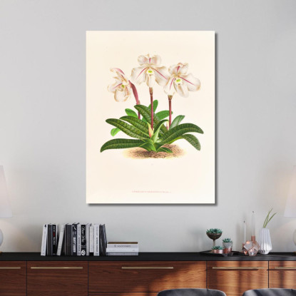 Illustrazioni Botaniche Cypripedium Microchilum Jean Jules Linden jjl57 quadro stampato su tela