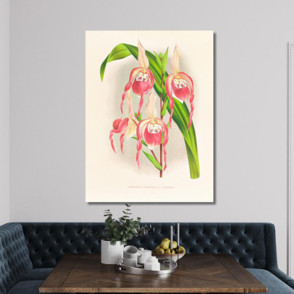 Illustrazioni Botaniche Cypripedium Schroderae Var Splendens Jean Jules Linden jjl63 quadro stampato su tela