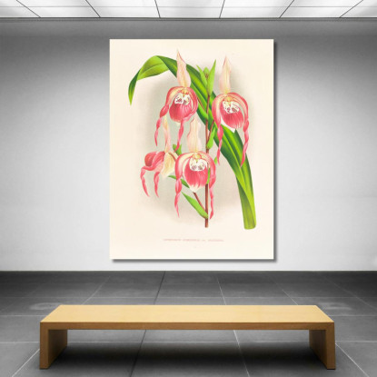 Illustrazioni Botaniche Cypripedium Schroderae Var Splendens Jean Jules Linden jjl63 quadro stampato su tela