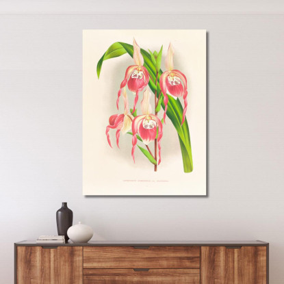 Illustrazioni Botaniche Cypripedium Schroderae Var Splendens Jean Jules Linden jjl63 quadro stampato su tela
