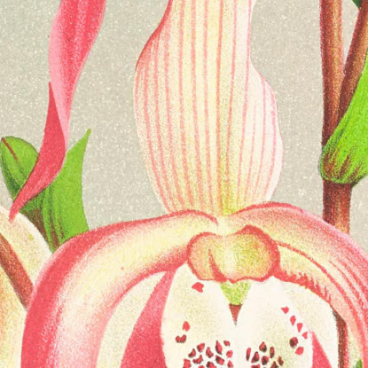 Illustrazioni Botaniche Cypripedium Schroderae Var Splendens Jean Jules Linden jjl63 quadro stampato su tela