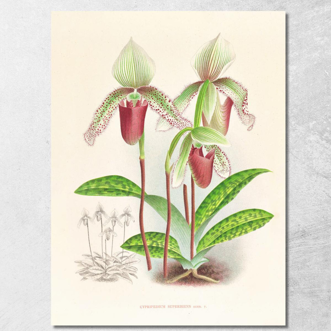 Illustrazioni Botaniche Cypripedium Superbiens Jean Jules Linden jjl65 quadro stampato su tela