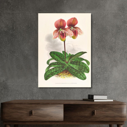 Illustrazioni Botaniche Cypripedium Tessellatum Jean Jules Linden jjl66 quadro stampato su tela