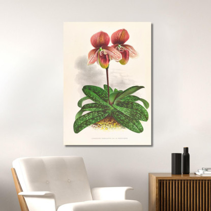 Illustrazioni Botaniche Cypripedium Tessellatum Jean Jules Linden jjl66 quadro stampato su tela