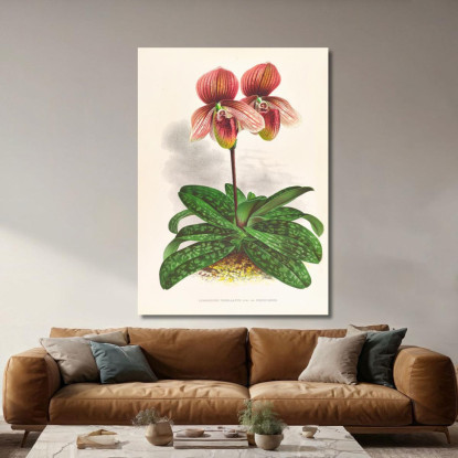 Illustrazioni Botaniche Cypripedium Tessellatum Jean Jules Linden jjl66 quadro stampato su tela