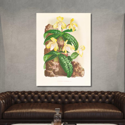 Illustrazioni Botaniche Cypripedium Tonkinense Jean Jules Linden jjl67 quadro stampato su tela