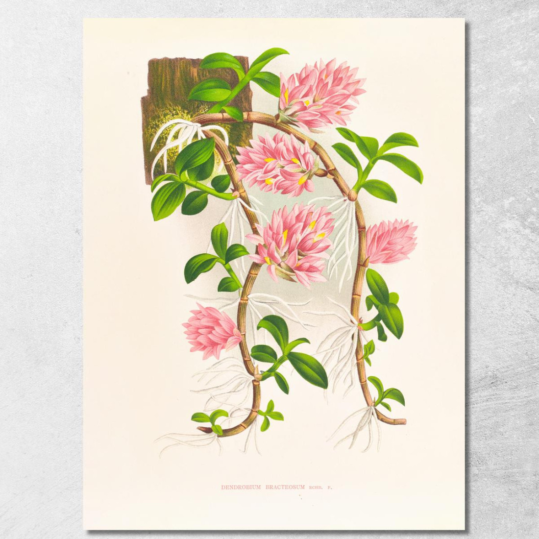 Illustrazioni Botaniche Dendrobium Bracteosum Jean Jules Linden jjl68 quadro stampato su tela