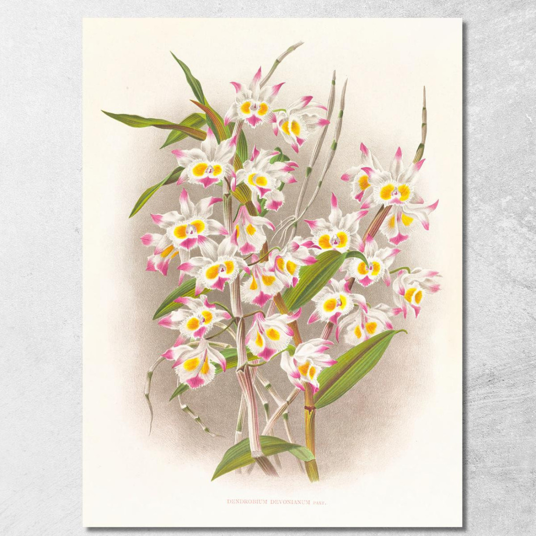 Illustrazioni Botaniche Dendrobium Devonianum Jean Jules Linden jjl70 quadro stampato su tela