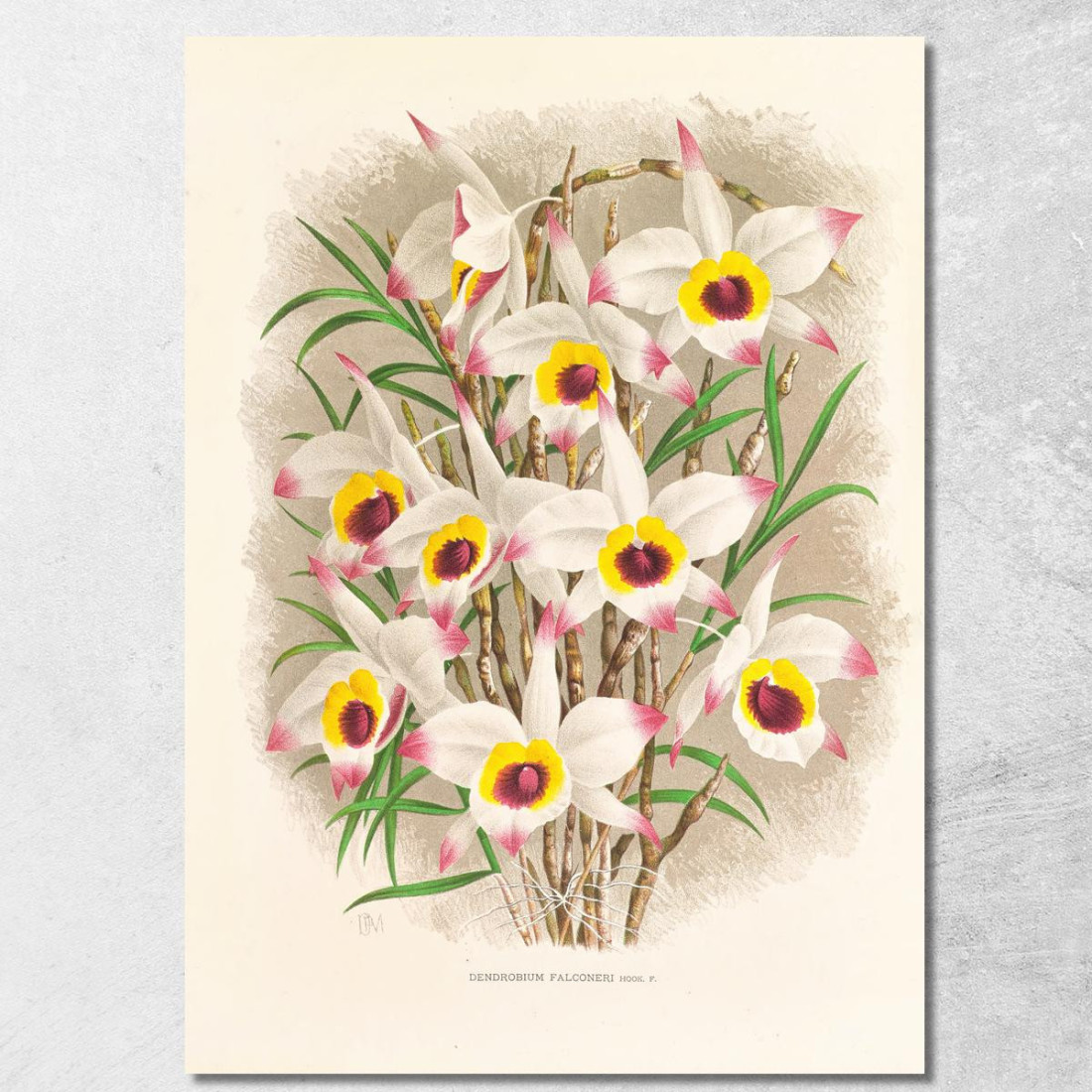 Illustrazioni Botaniche Dendrobium Falconeri Jean Jules Linden jjl71 quadro stampato su tela