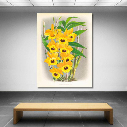Illustrazioni Botaniche Dendrobium Paxtoni Jean Jules Linden jjl76 quadro stampato su tela