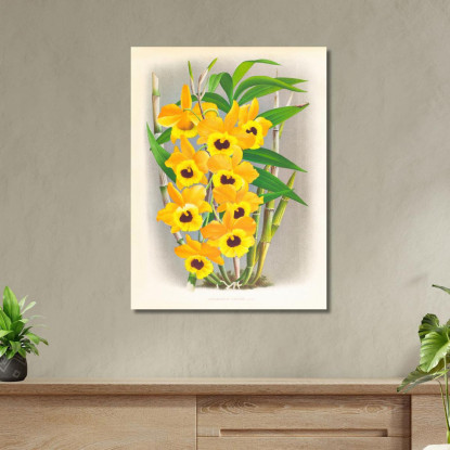Illustrazioni Botaniche Dendrobium Paxtoni Jean Jules Linden jjl76 quadro stampato su tela