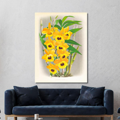 Illustrazioni Botaniche Dendrobium Paxtoni Jean Jules Linden jjl76 quadro stampato su tela