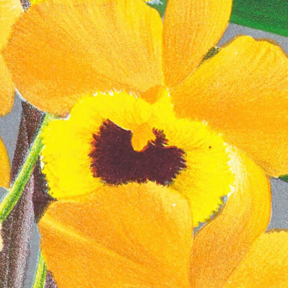 Illustrazioni Botaniche Dendrobium Paxtoni Jean Jules Linden jjl76 quadro stampato su tela