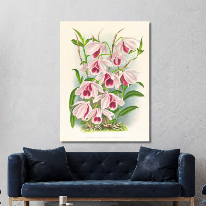 Illustrazioni Botaniche Dendrobium Superbum Var Anosmum Jean Jules Linden jjl78 quadro stampato su tela