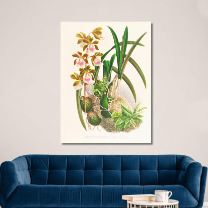 Illustrazioni Botaniche Epidendrum Atropurpureum Jean Jules Linden jjl81 quadro stampato su tela