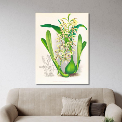 Illustrazioni Botaniche Epidendrum Prismatocarpum Jean Jules Linden jjl83 quadro stampato su tela