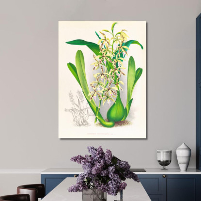 Illustrazioni Botaniche Epidendrum Prismatocarpum Jean Jules Linden jjl83 quadro stampato su tela