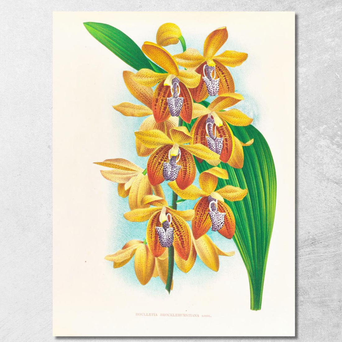 Illustrazioni Botaniche Houlletia Brocklehurstiana Jean Jules Linden jjl88 quadro stampato su tela