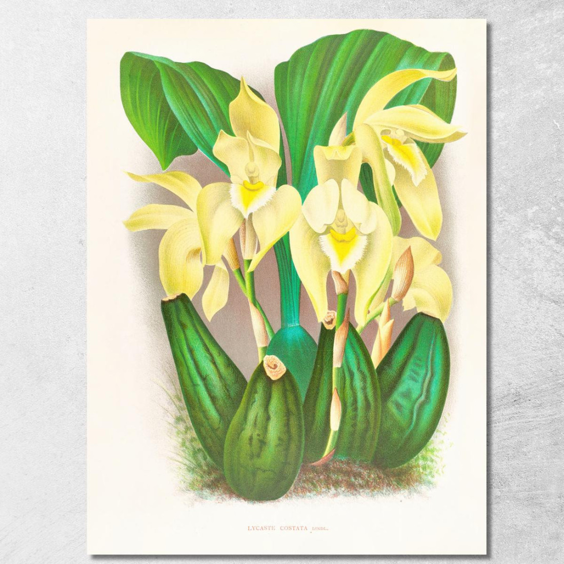 Illustrazioni Botaniche Lycaste Costata Jean Jules Linden jjl92 quadro stampato su tela