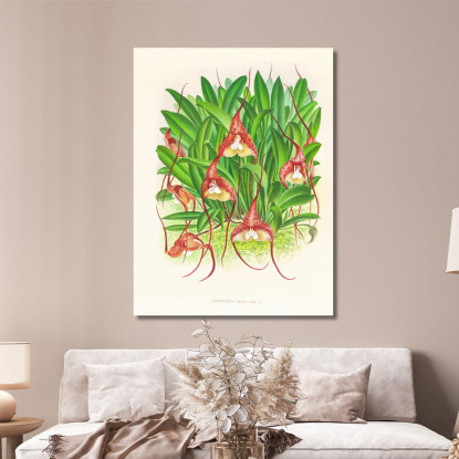 Illustrazioni Botaniche Masdevallia Bella Jean Jules Linden jjl93 quadro stampato su tela