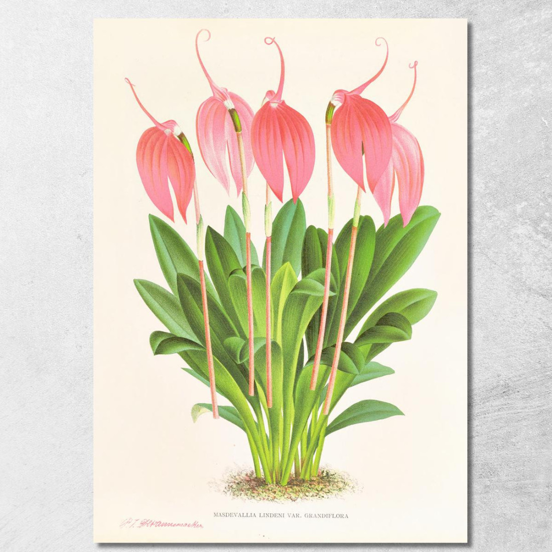 Illustrazioni Botaniche Masdevallia Lindeni Var Grandiflora Jean Jules Linden jjl95 quadro stampato su tela