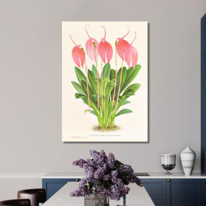 Illustrazioni Botaniche Masdevallia Lindeni Var Grandiflora Jean Jules Linden jjl95 quadro stampato su tela