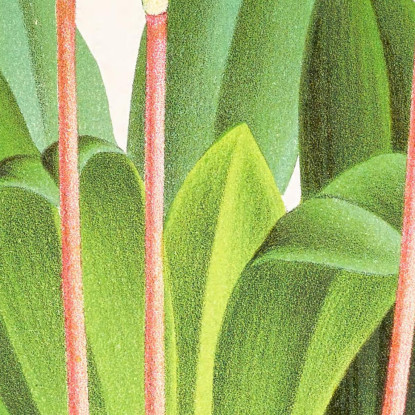Illustrazioni Botaniche Masdevallia Lindeni Var Grandiflora Jean Jules Linden jjl95 quadro stampato su tela