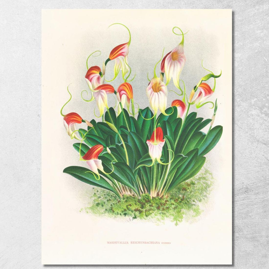 Illustrazioni Botaniche Masdevallia Reichenbachiana Jean Jules Linden jjl96 quadro stampato su tela