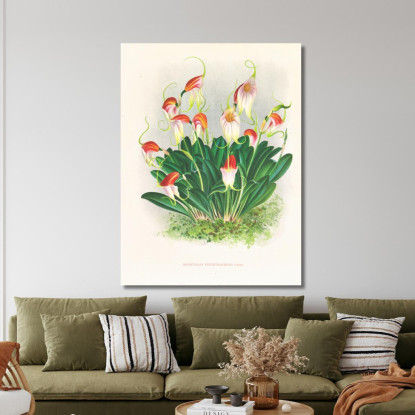 Illustrazioni Botaniche Masdevallia Reichenbachiana Jean Jules Linden jjl96 quadro stampato su tela