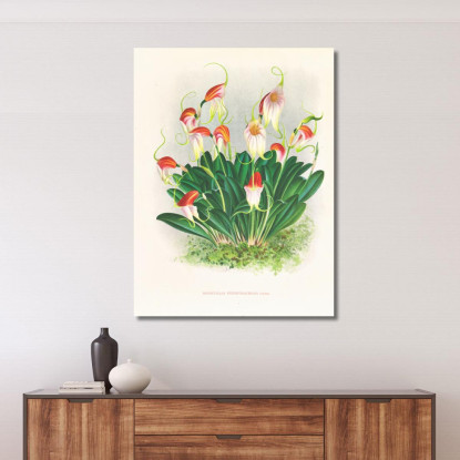 Illustrazioni Botaniche Masdevallia Reichenbachiana Jean Jules Linden jjl96 quadro stampato su tela