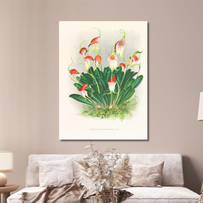 Illustrazioni Botaniche Masdevallia Reichenbachiana Jean Jules Linden jjl96 quadro stampato su tela