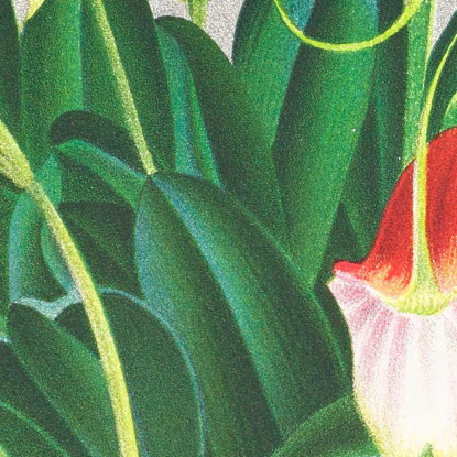 Illustrazioni Botaniche Masdevallia Reichenbachiana Jean Jules Linden jjl96 quadro stampato su tela