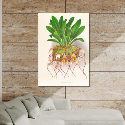 Illustrazioni Botaniche Masdevallia Roezli Jean Jules Linden jjl97 quadro stampato su tela