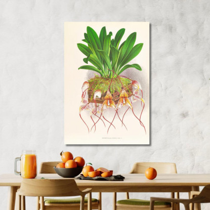 Illustrazioni Botaniche Masdevallia Roezli Jean Jules Linden jjl97 quadro stampato su tela
