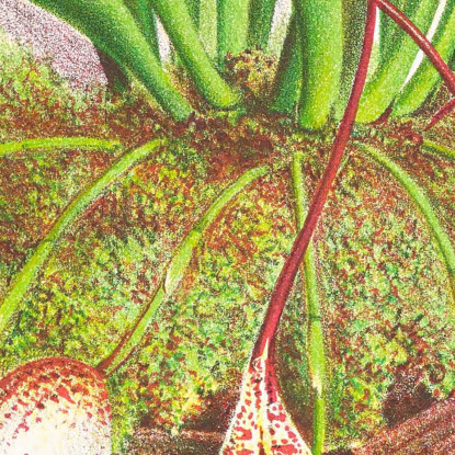 Illustrazioni Botaniche Masdevallia Roezli Jean Jules Linden jjl97 quadro stampato su tela