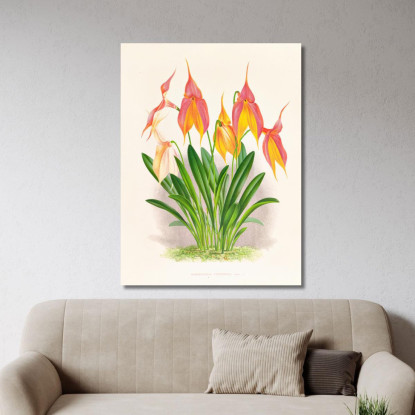 Illustrazioni Botaniche Masdevallia Veitchiana Jean Jules Linden jjl98 quadro stampato su tela