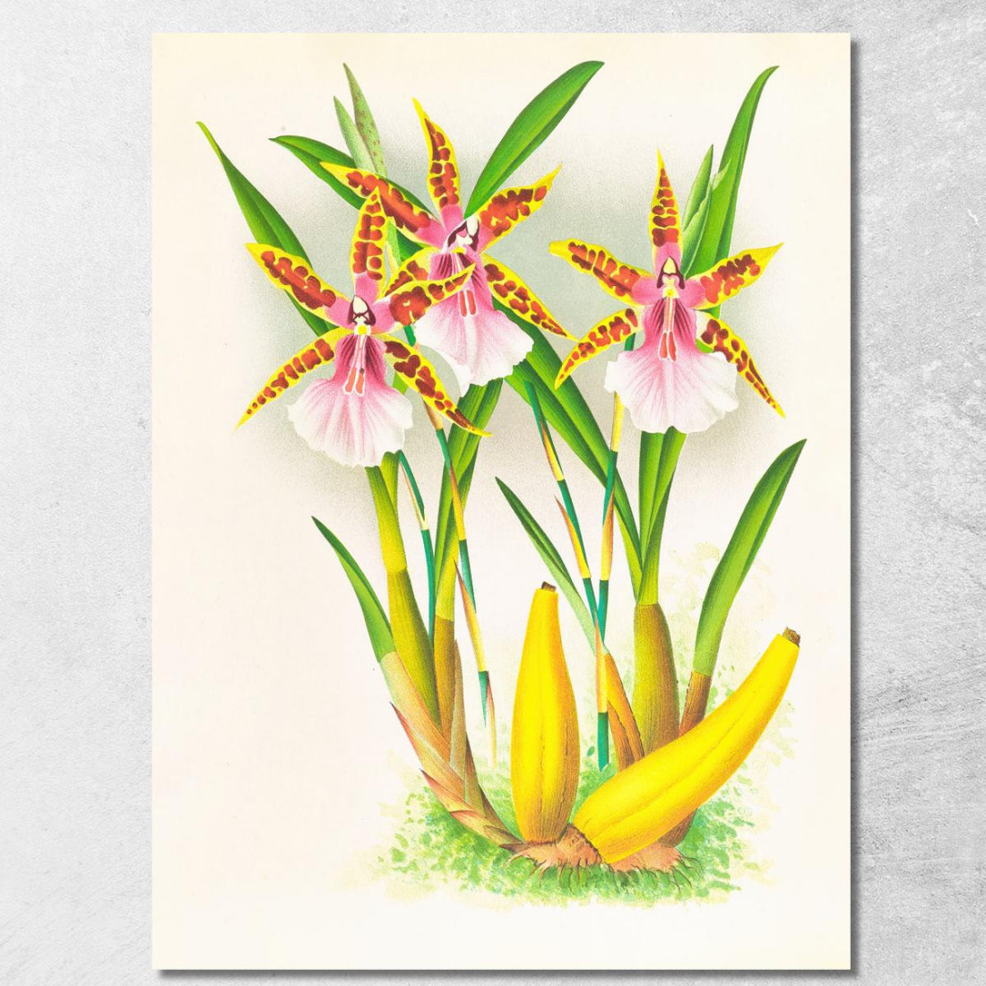 Illustrazioni Botaniche Miltonia Blunti Jean Jules Linden jjl100 quadro stampato su tela