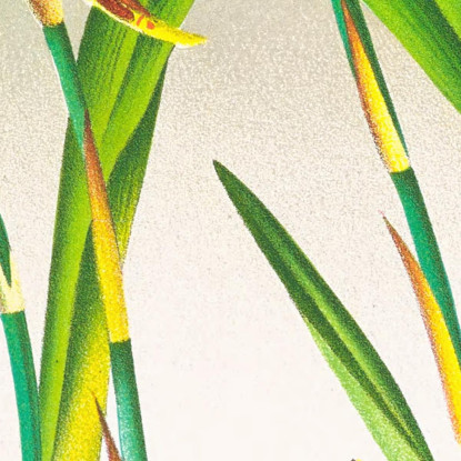 Illustrazioni Botaniche Miltonia Blunti Jean Jules Linden jjl100 quadro stampato su tela