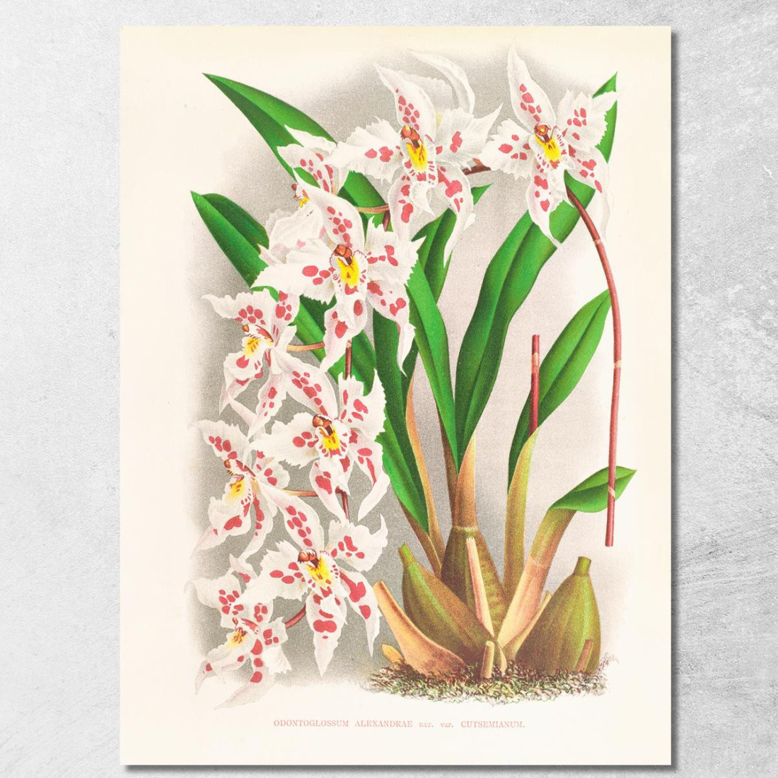 Illustrazioni Botaniche Odontoglossum Alexandrae Var Cutsemianum Jean Jules Linden jjl104 quadro stampato su tela
