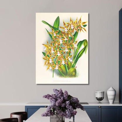 Illustrazioni Botaniche Odontoglossum Boddaertianum Jean Jules Linden jjl106 quadro stampato su tela