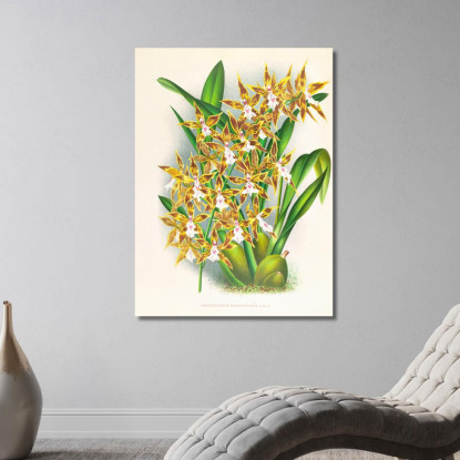 Illustrazioni Botaniche Odontoglossum Boddaertianum Jean Jules Linden jjl106 quadro stampato su tela