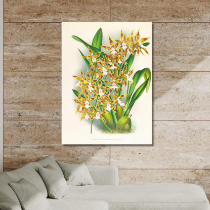 Illustrazioni Botaniche Odontoglossum Boddaertianum Jean Jules Linden jjl106 quadro stampato su tela