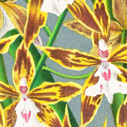 Illustrazioni Botaniche Odontoglossum Boddaertianum Jean Jules Linden jjl106 quadro stampato su tela