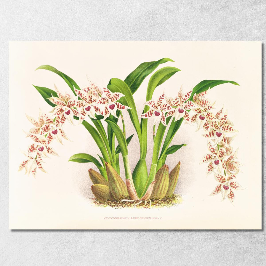 Illustrazioni Botaniche Odontoglossum Lucianianum Jean Jules Linden jjl111 quadro stampato su tela