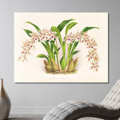 Illustrazioni Botaniche Odontoglossum Lucianianum Jean Jules Linden jjl111 quadro stampato su tela