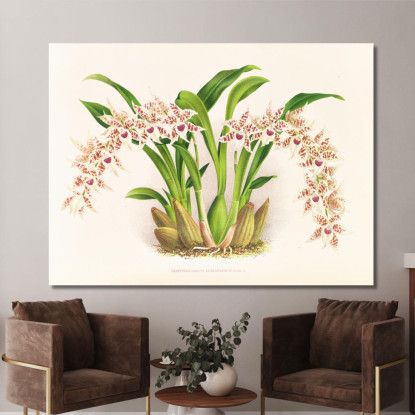 Illustrazioni Botaniche Odontoglossum Lucianianum Jean Jules Linden jjl111 quadro stampato su tela