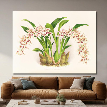 Illustrazioni Botaniche Odontoglossum Lucianianum Jean Jules Linden jjl111 quadro stampato su tela