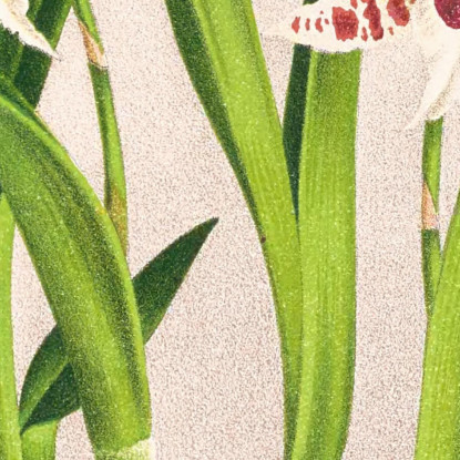Illustrazioni Botaniche Odontoglossum Lucianianum Jean Jules Linden jjl111 quadro stampato su tela
