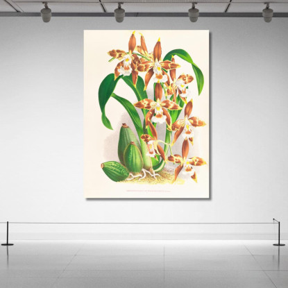 Illustrazioni Botaniche Odontoglossum Luteo-Purpureum Jean Jules Linden jjl112 quadro stampato su tela